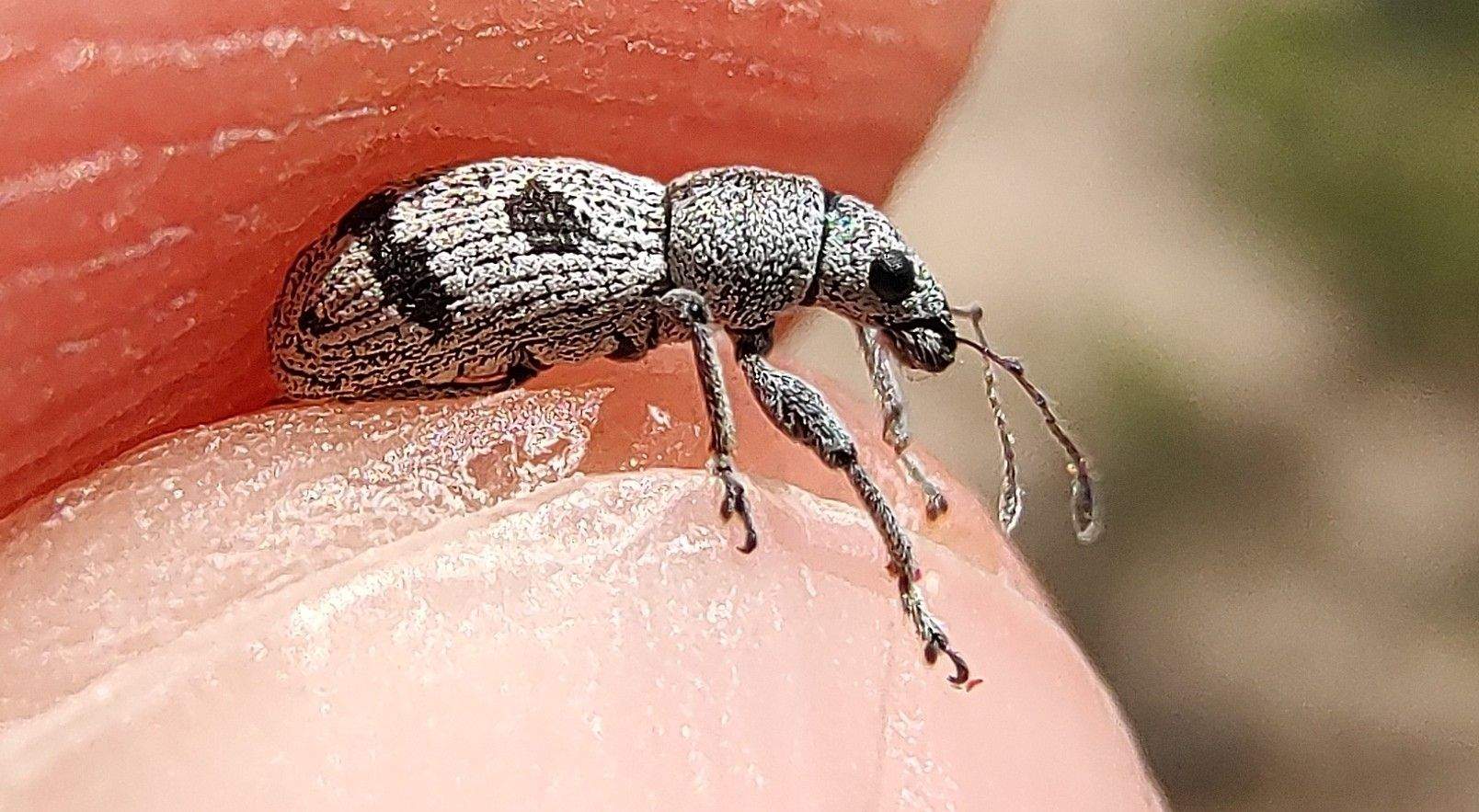 Mitostylus gracilis