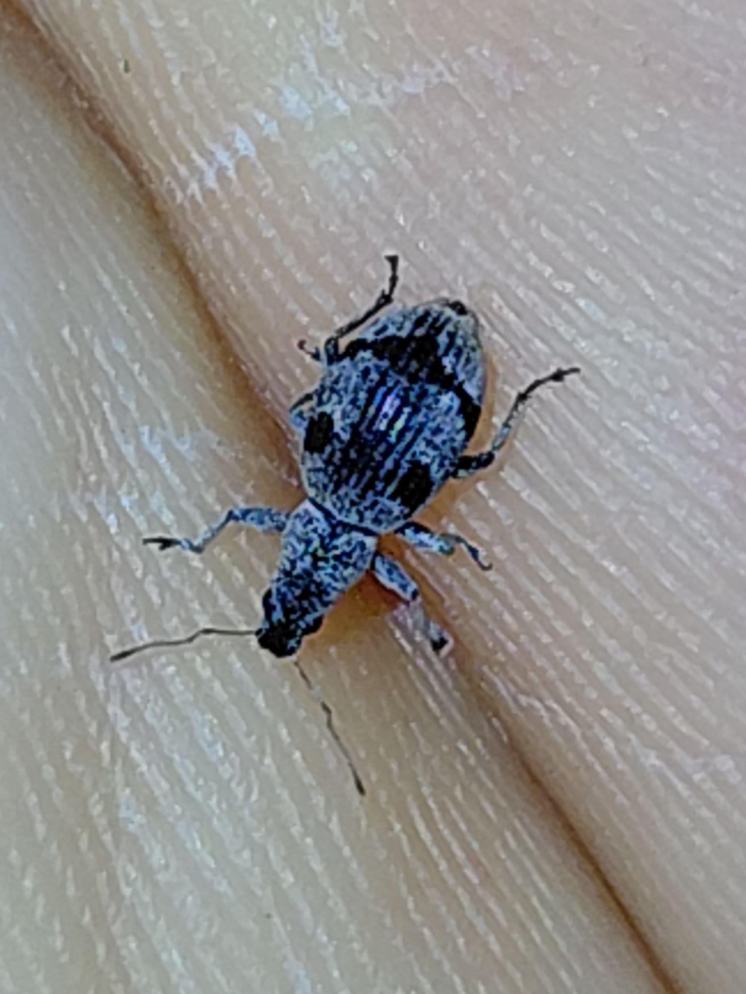 Mitostylus gracilis