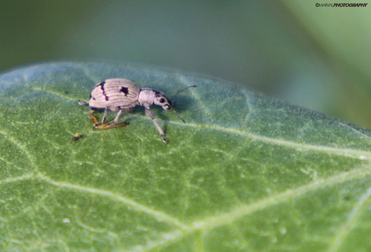 Mitostylus gracilis