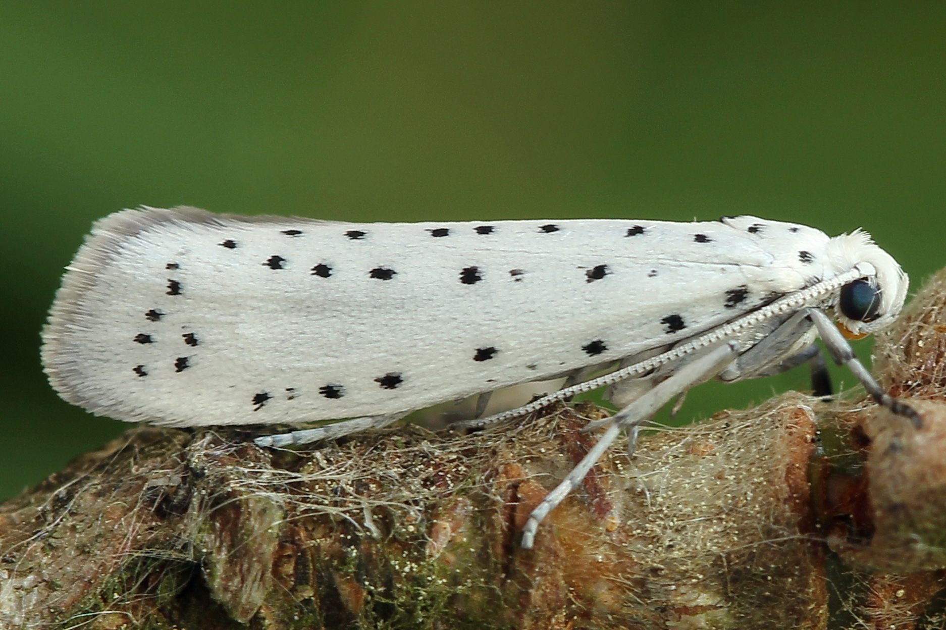 Yponomeuta malinellus