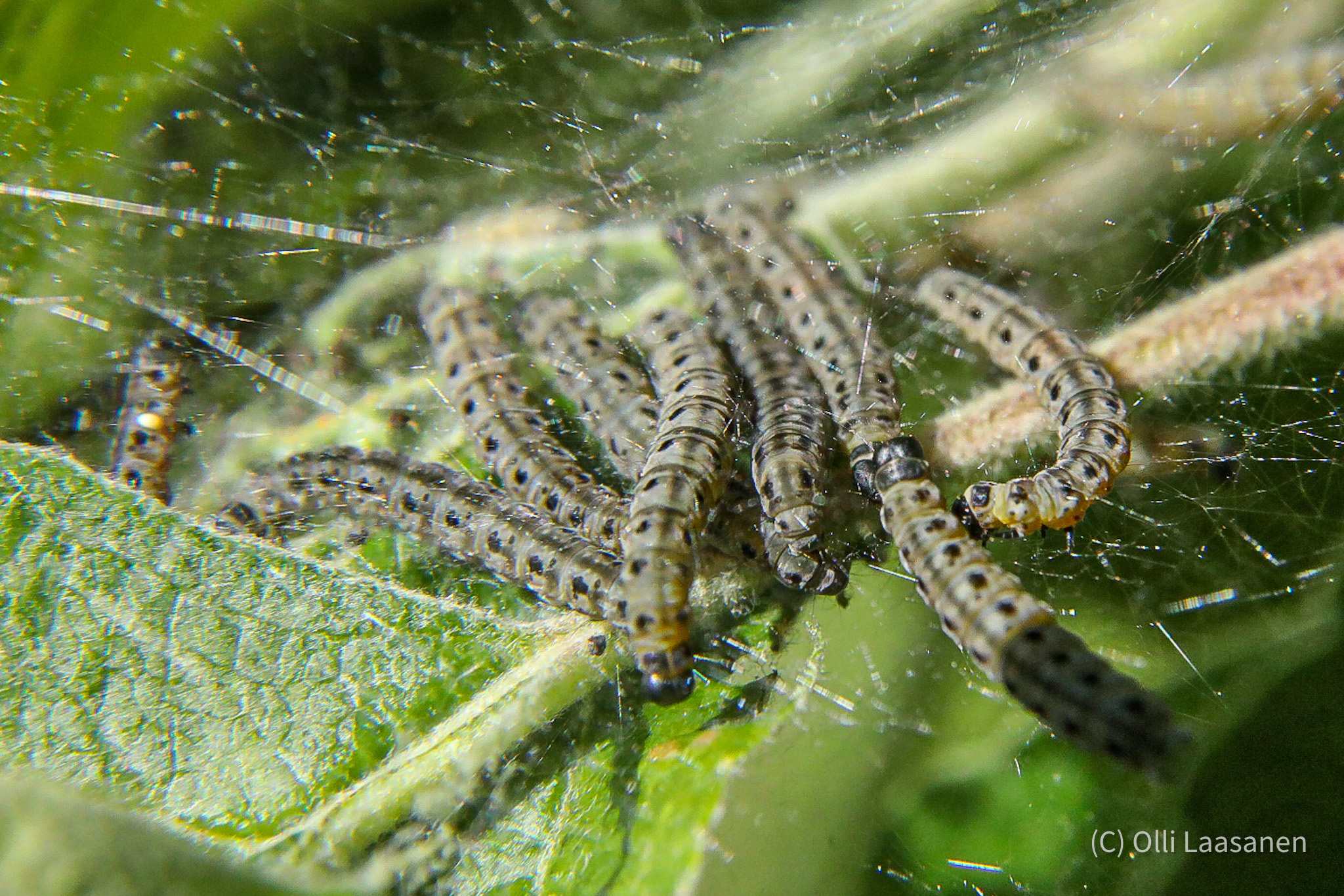 Yponomeuta malinellus