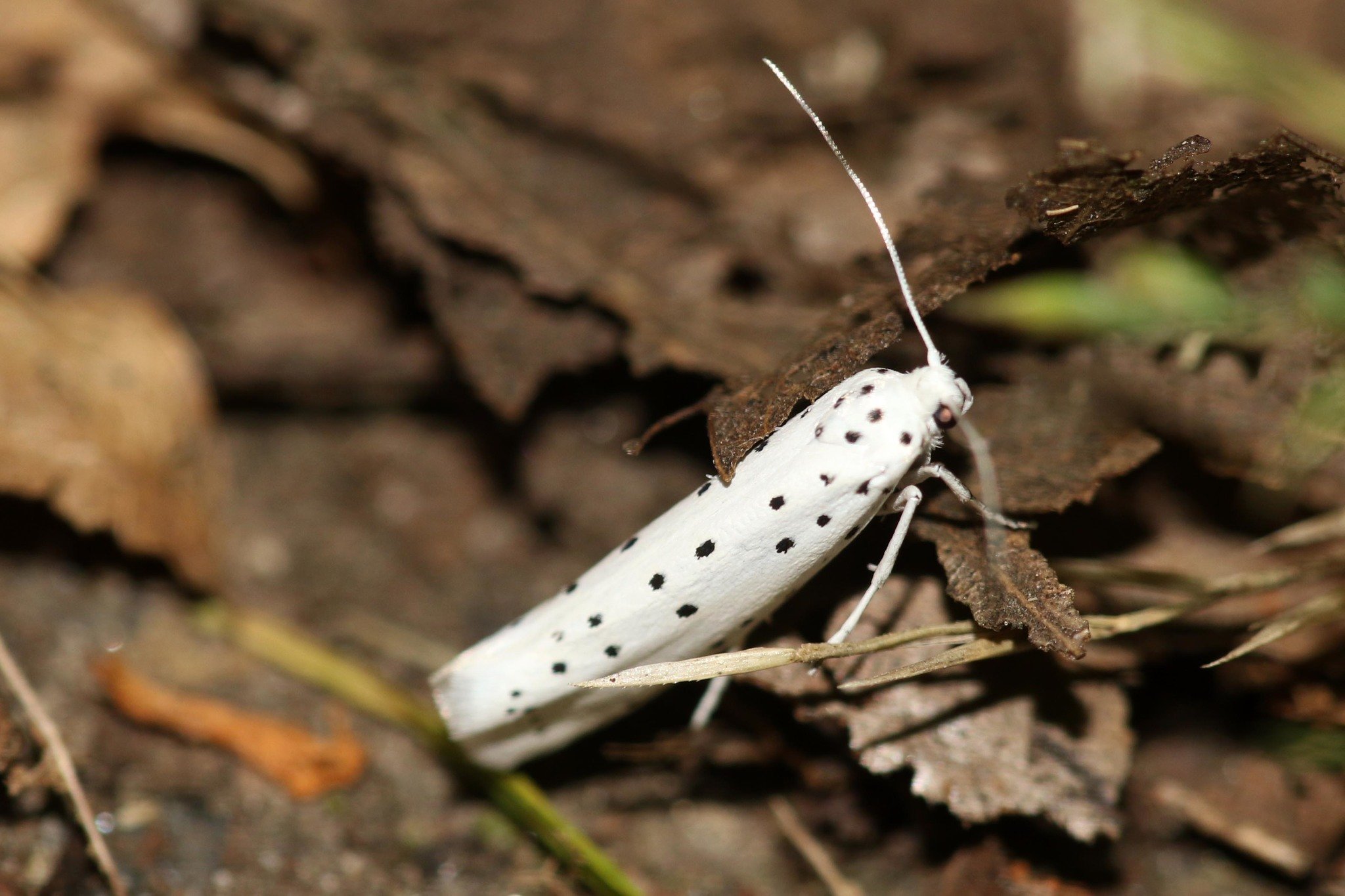 Yponomeuta malinellus