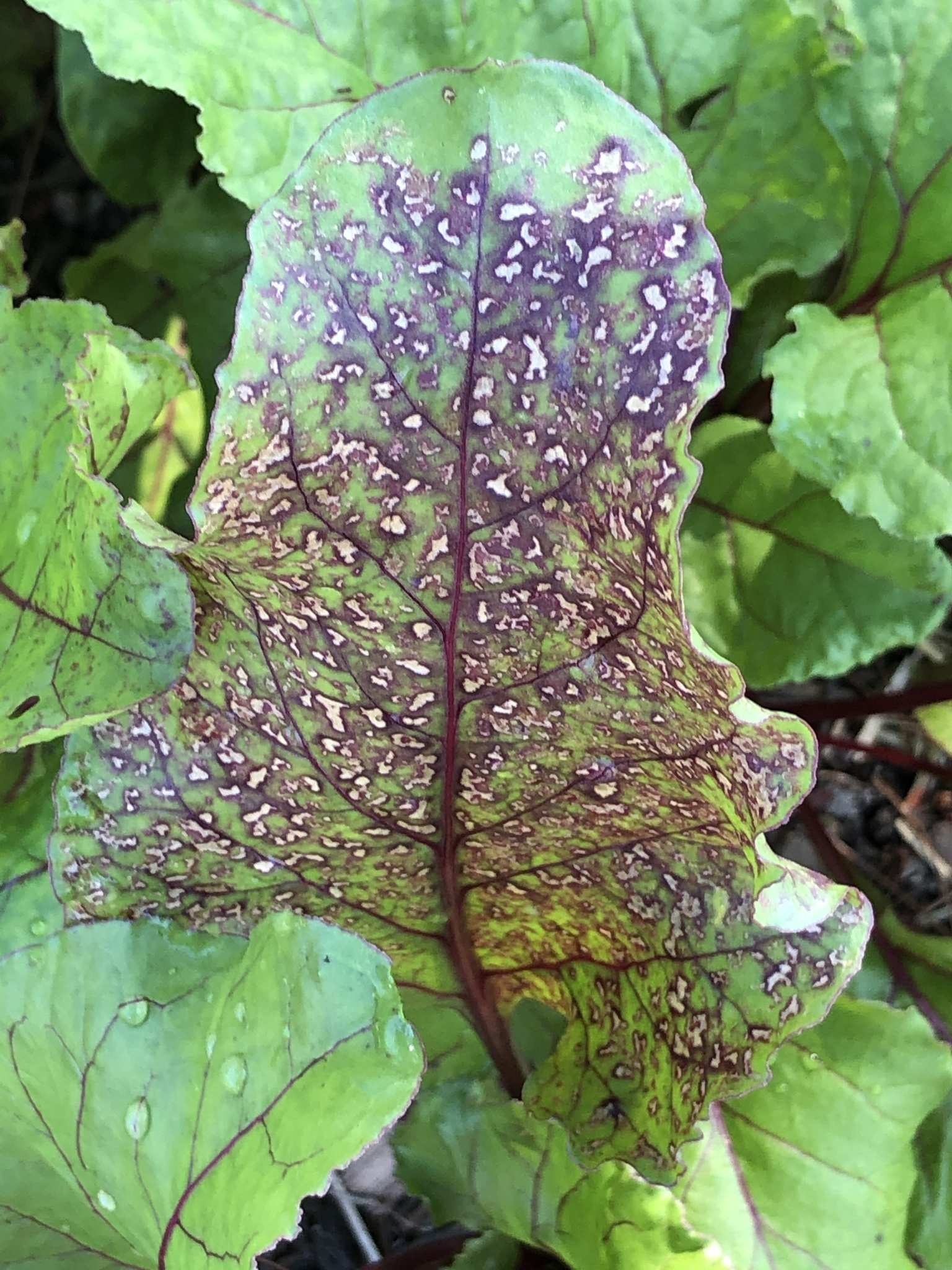 Cercospora beticola