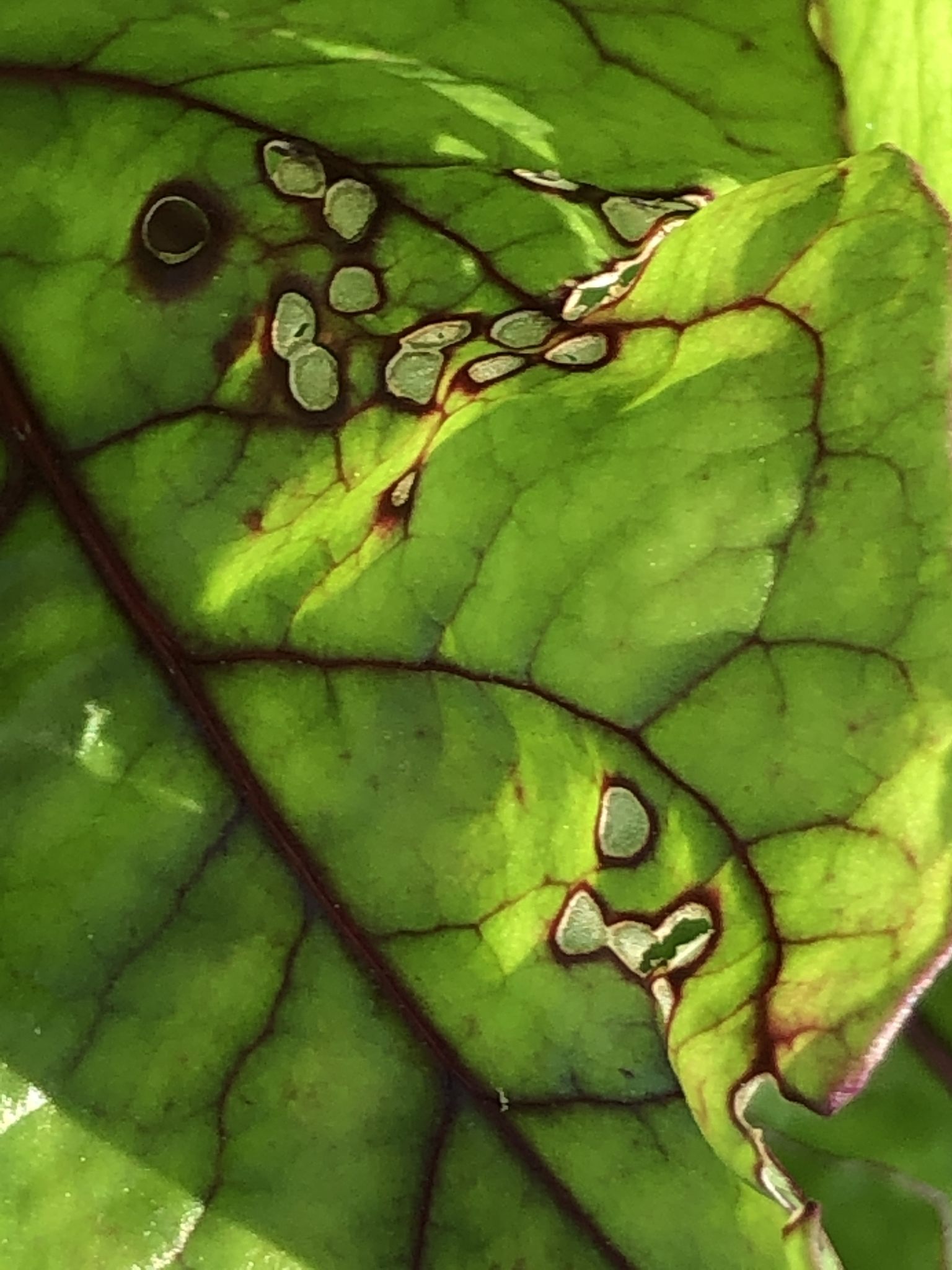 Cercospora beticola