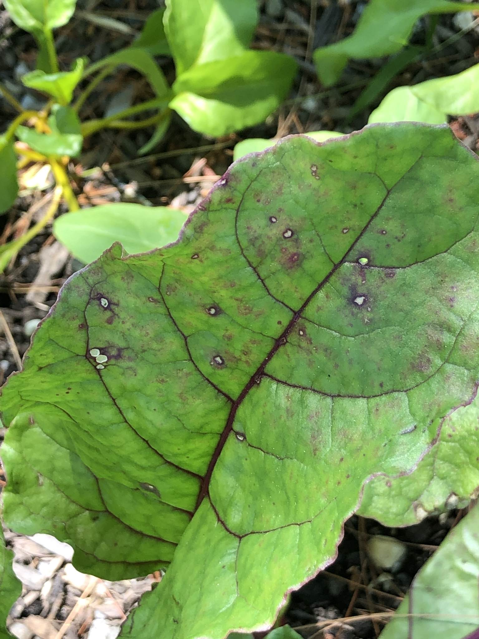 Cercospora beticola