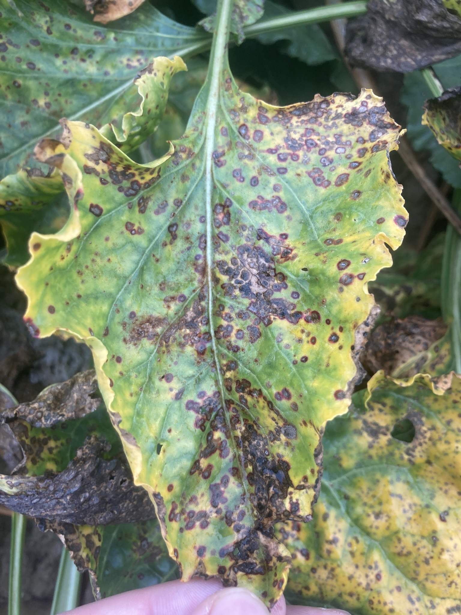 Cercospora beticola
