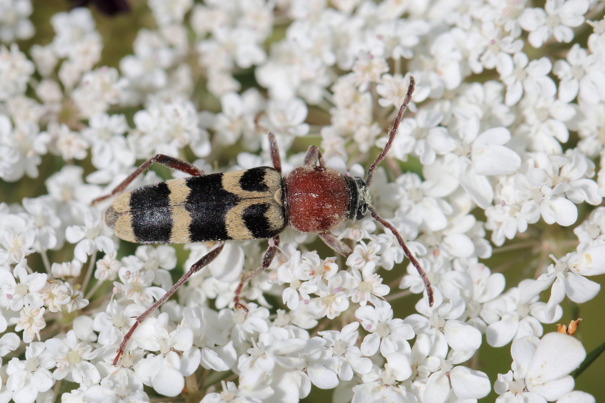 Chlorophorus trifasciatus