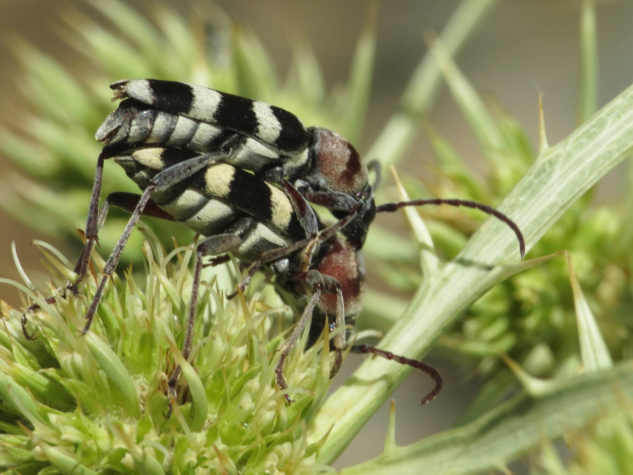 Chlorophorus trifasciatus