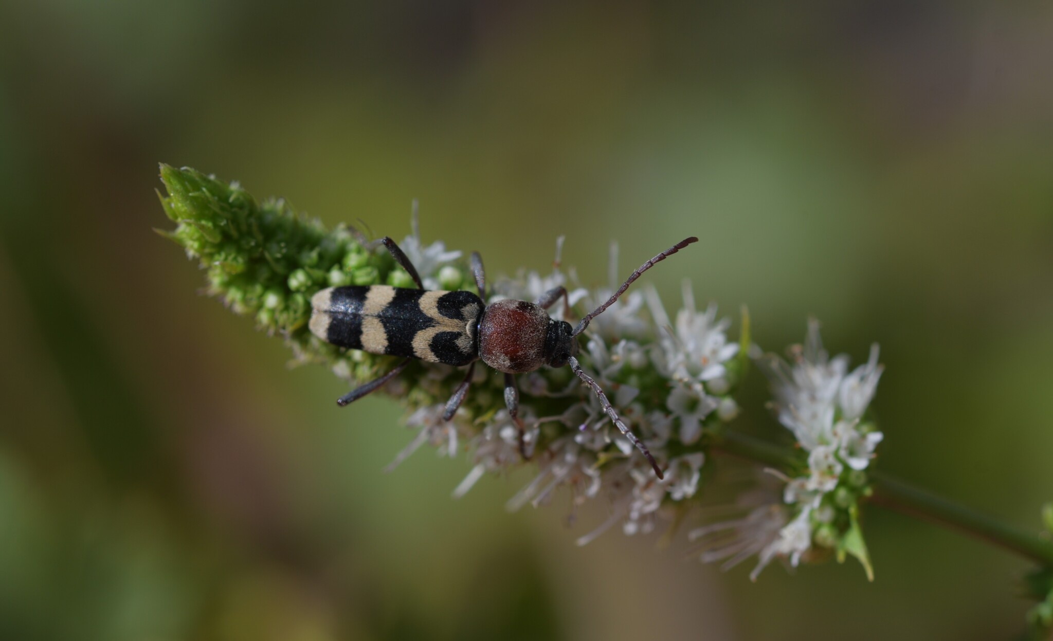 Chlorophorus trifasciatus