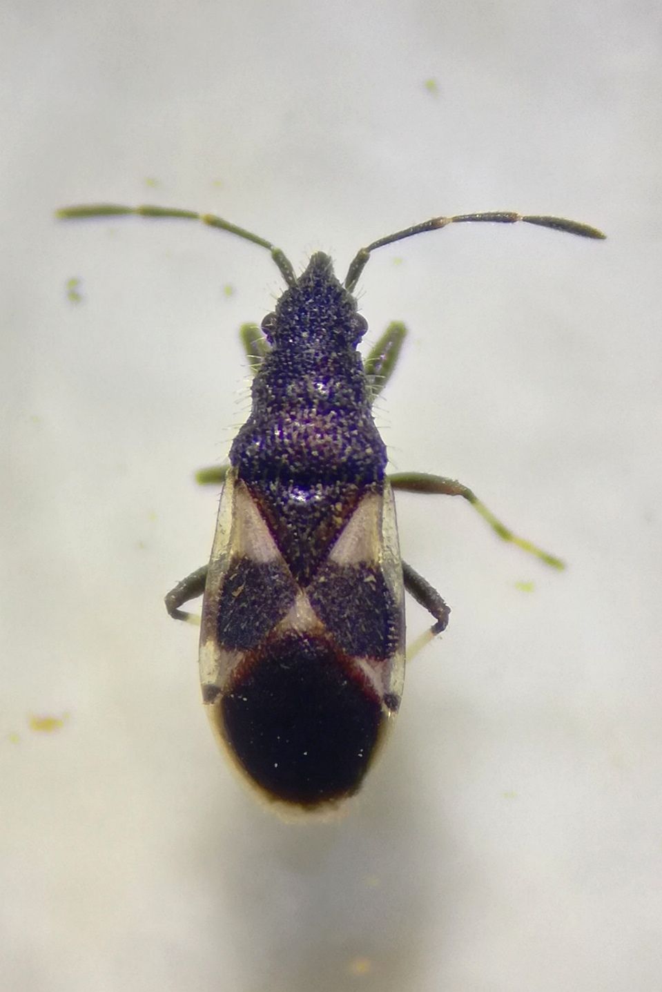 Oxycarenus bicolor