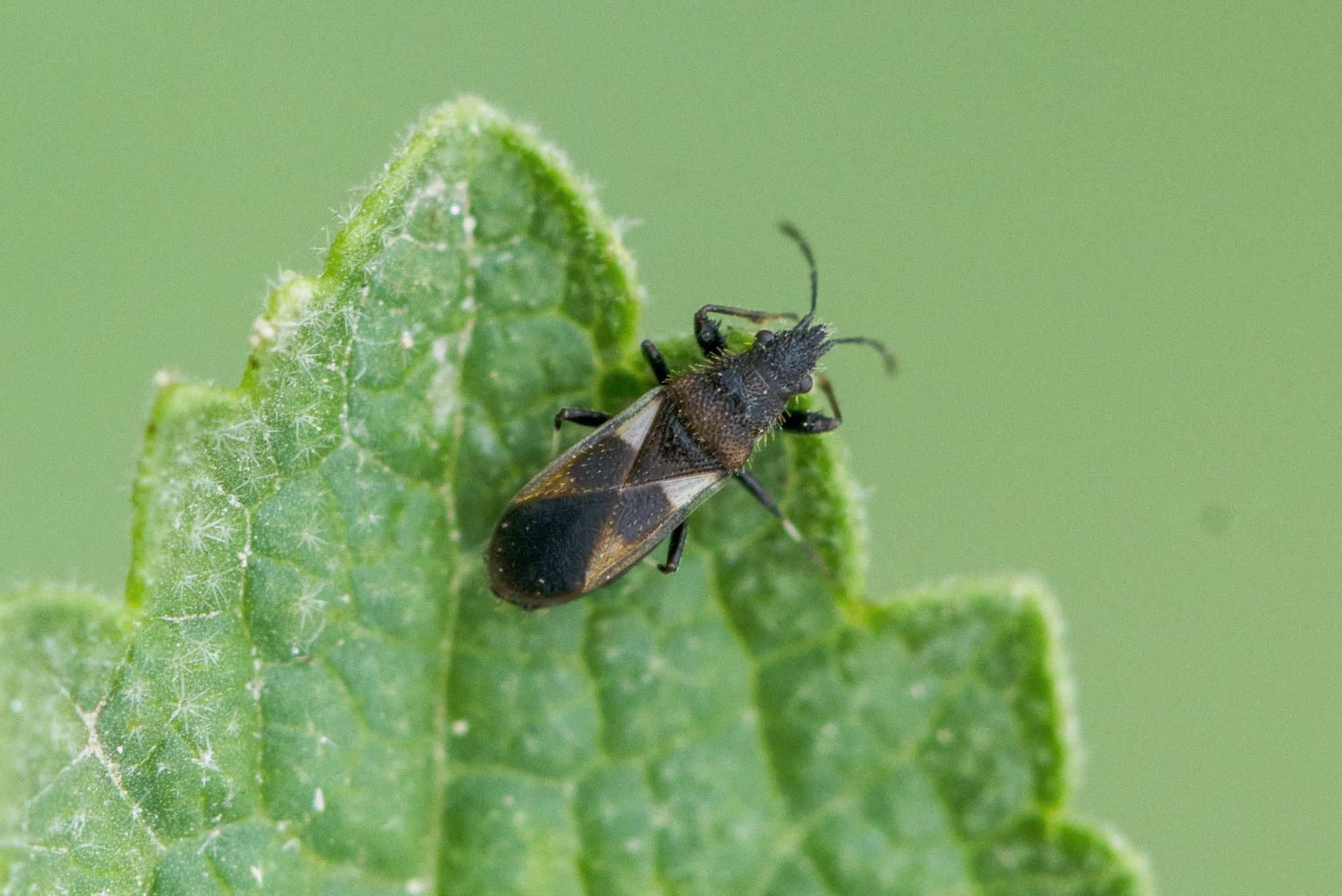 Oxycarenus bicolor