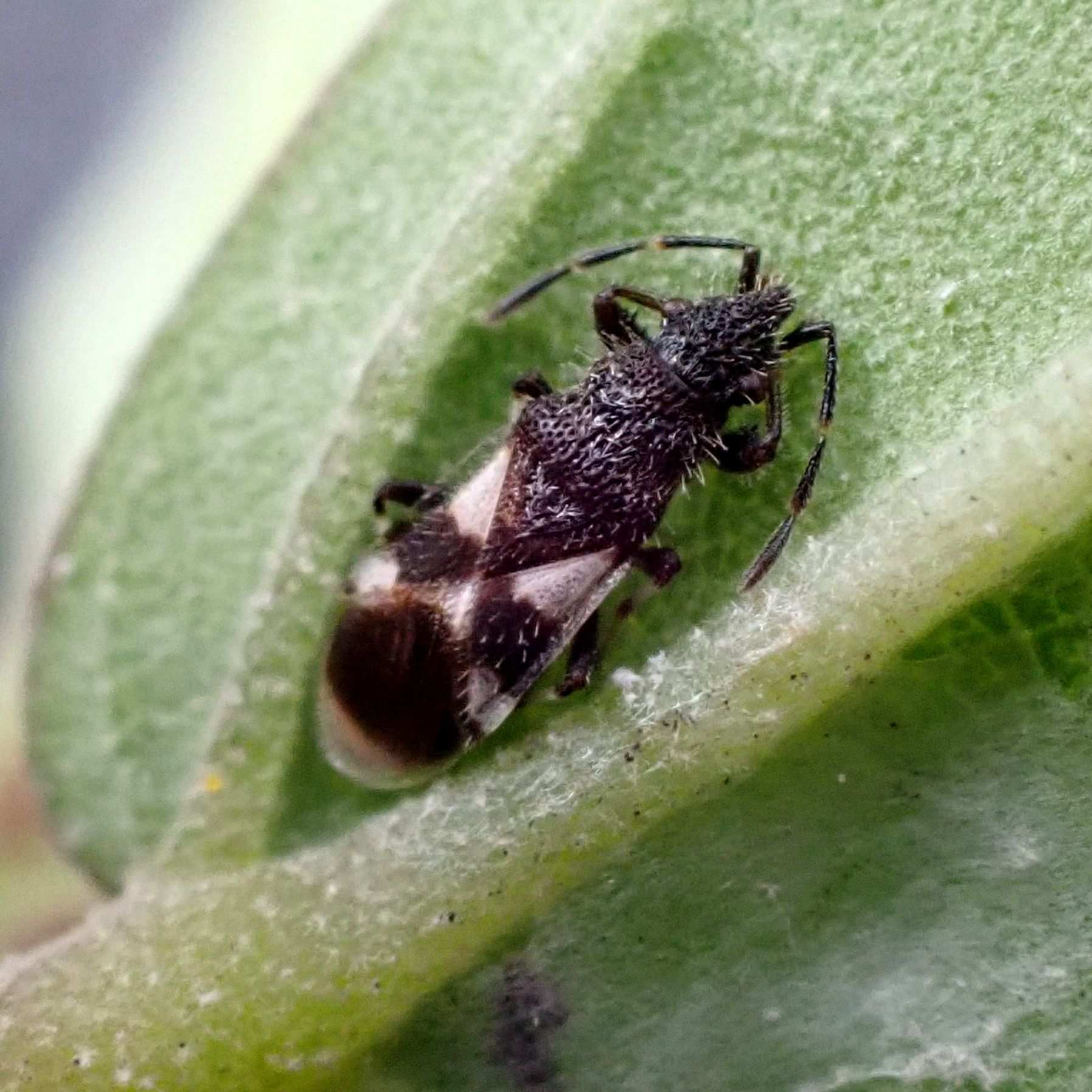 Oxycarenus bicolor