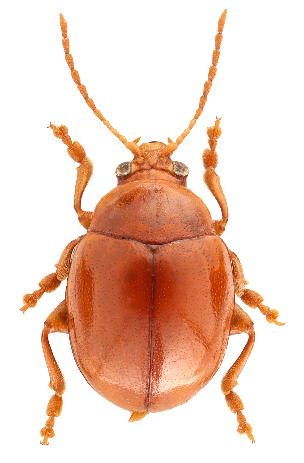 Sphaeroderma