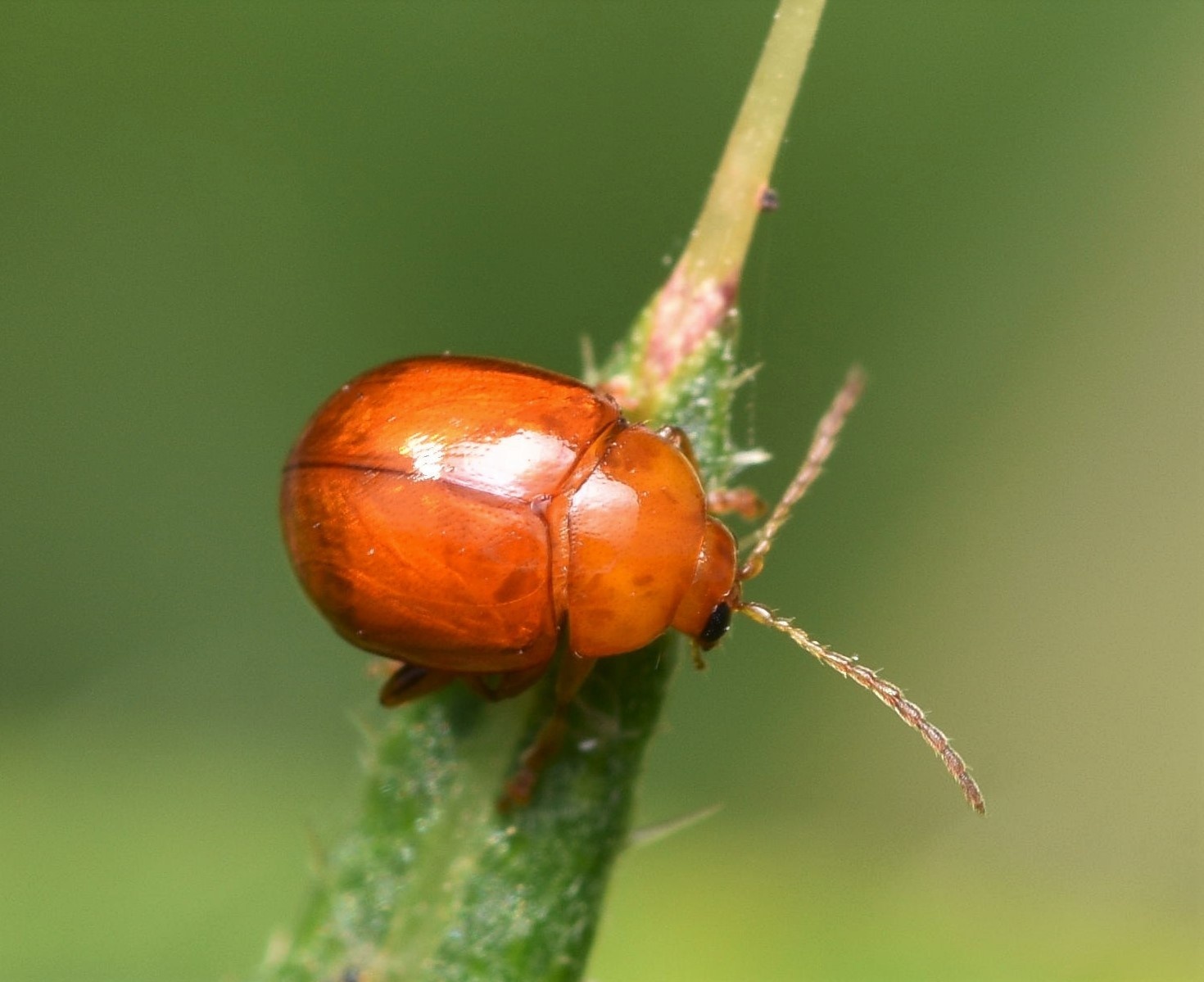 Sphaeroderma