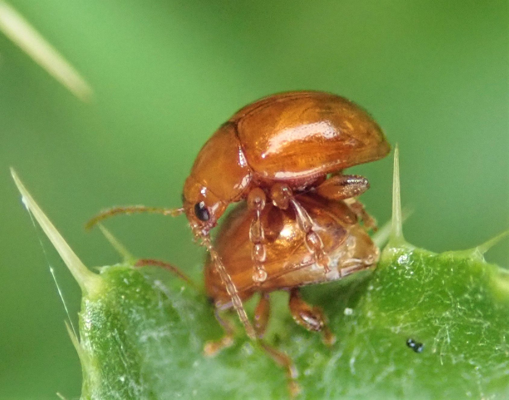 Sphaeroderma
