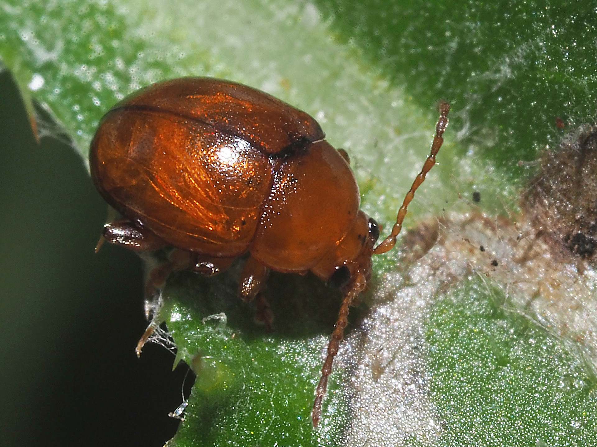 Sphaeroderma