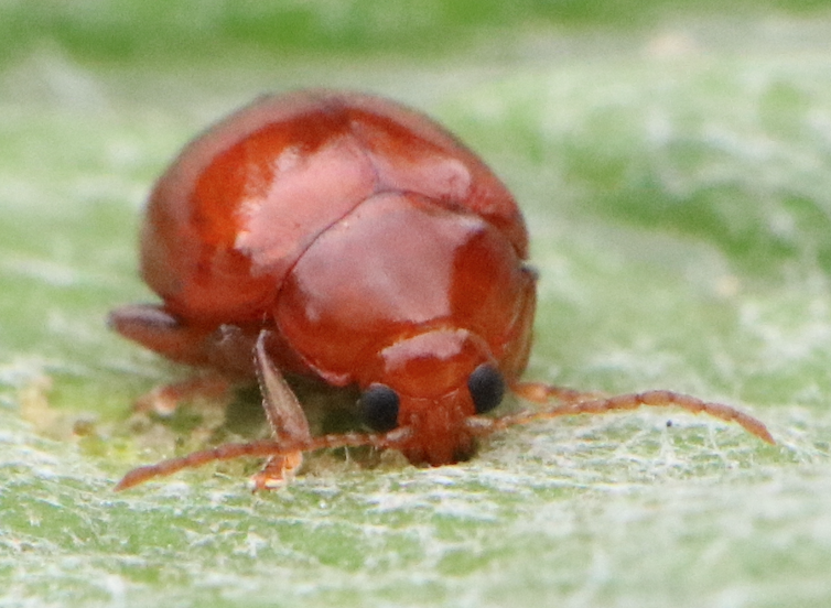 Sphaeroderma