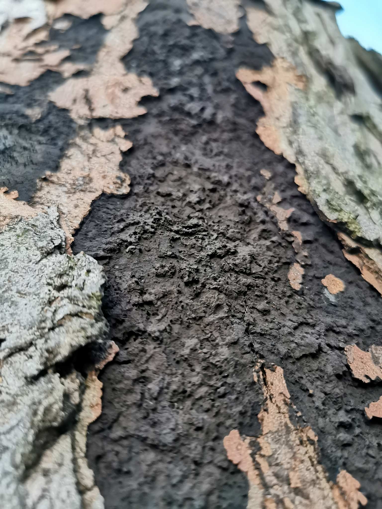 Cryptostroma corticale