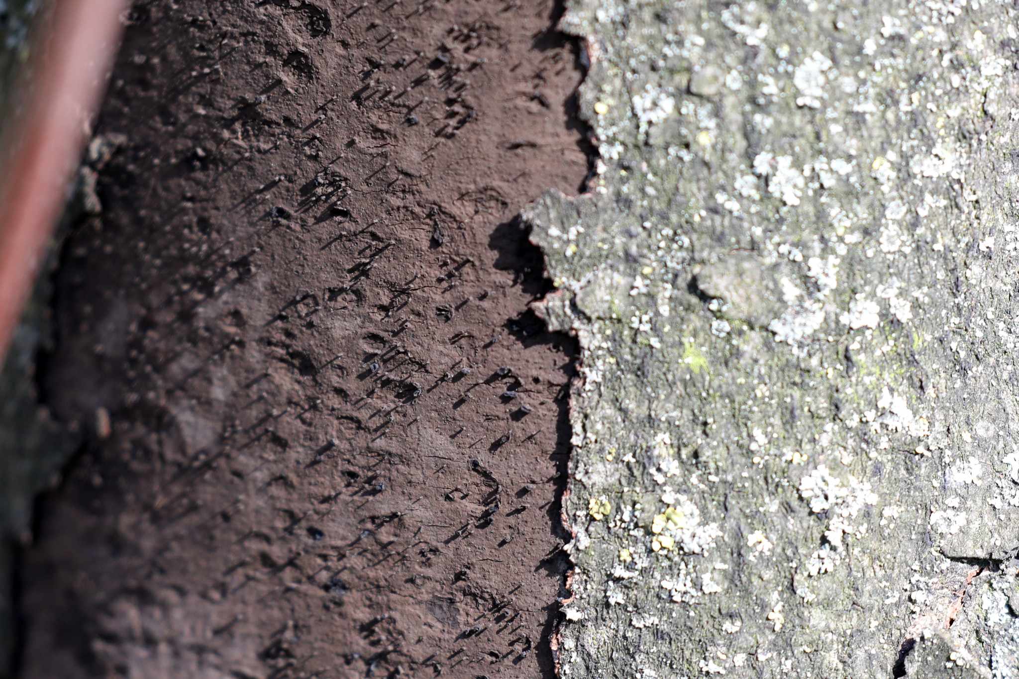 Cryptostroma corticale