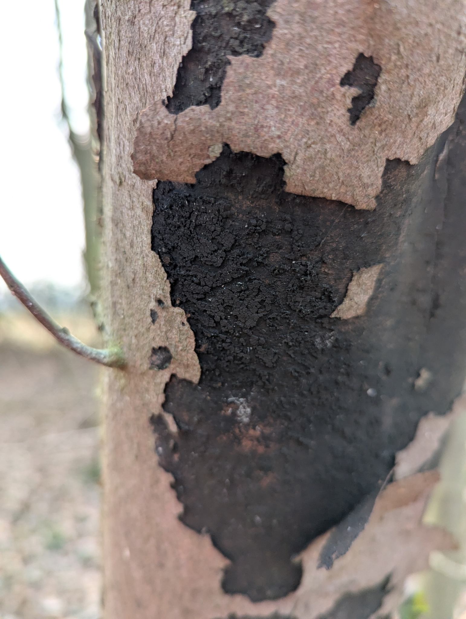Cryptostroma corticale