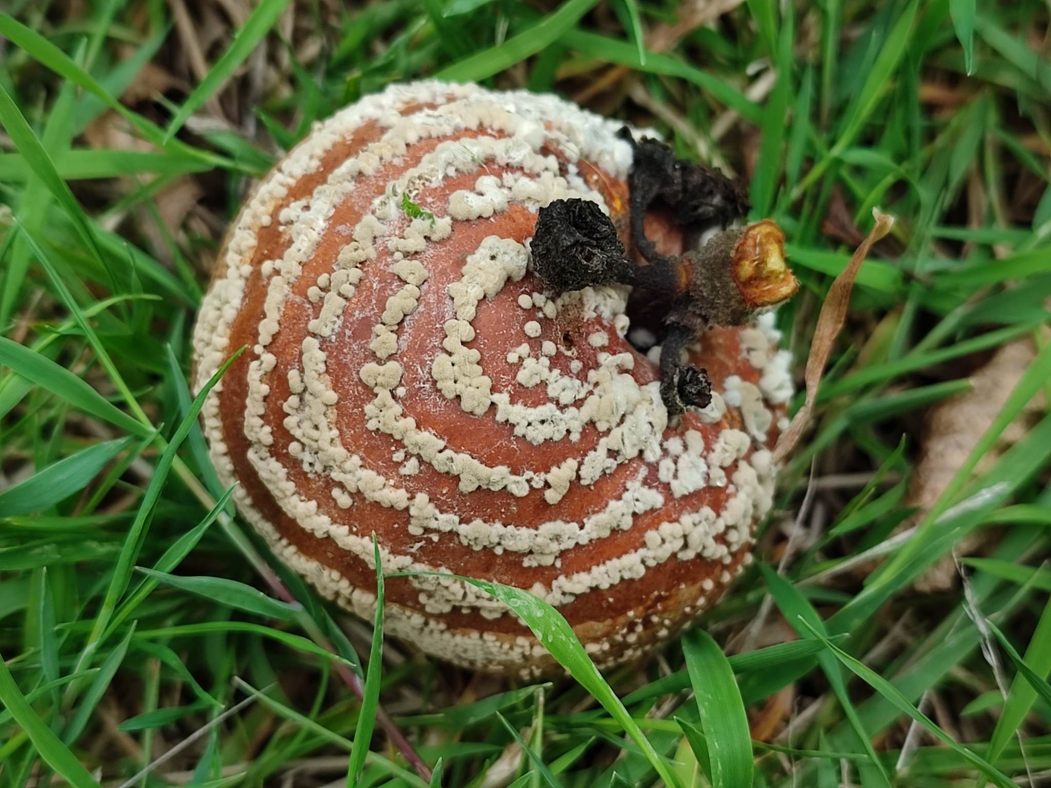 Monilia fructigena