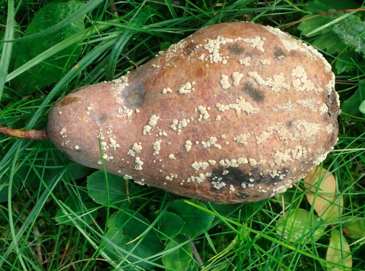 Monilia fructigena