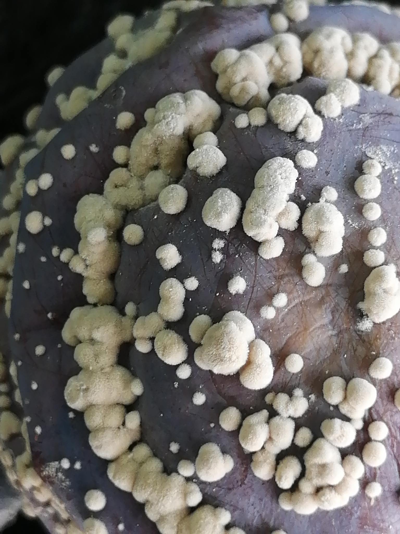 Monilia fructigena