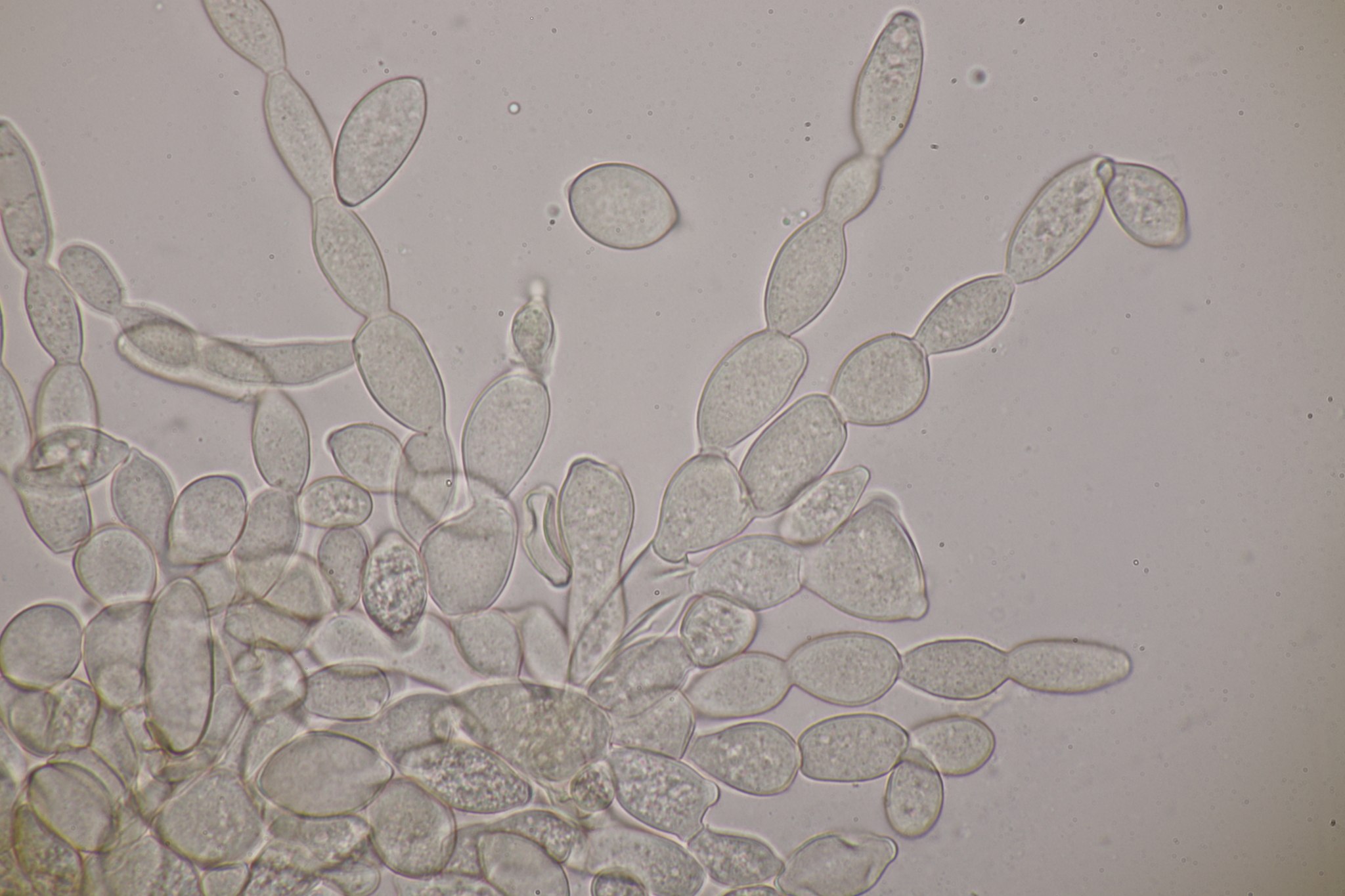 Monilia fructigena