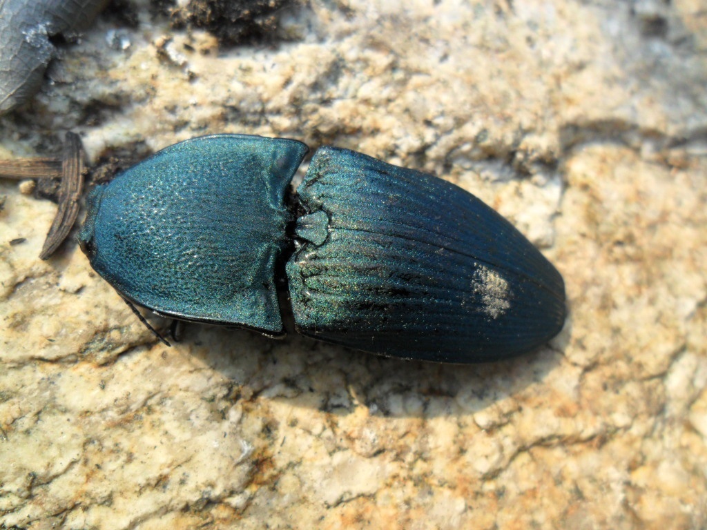 Chalcolepidius