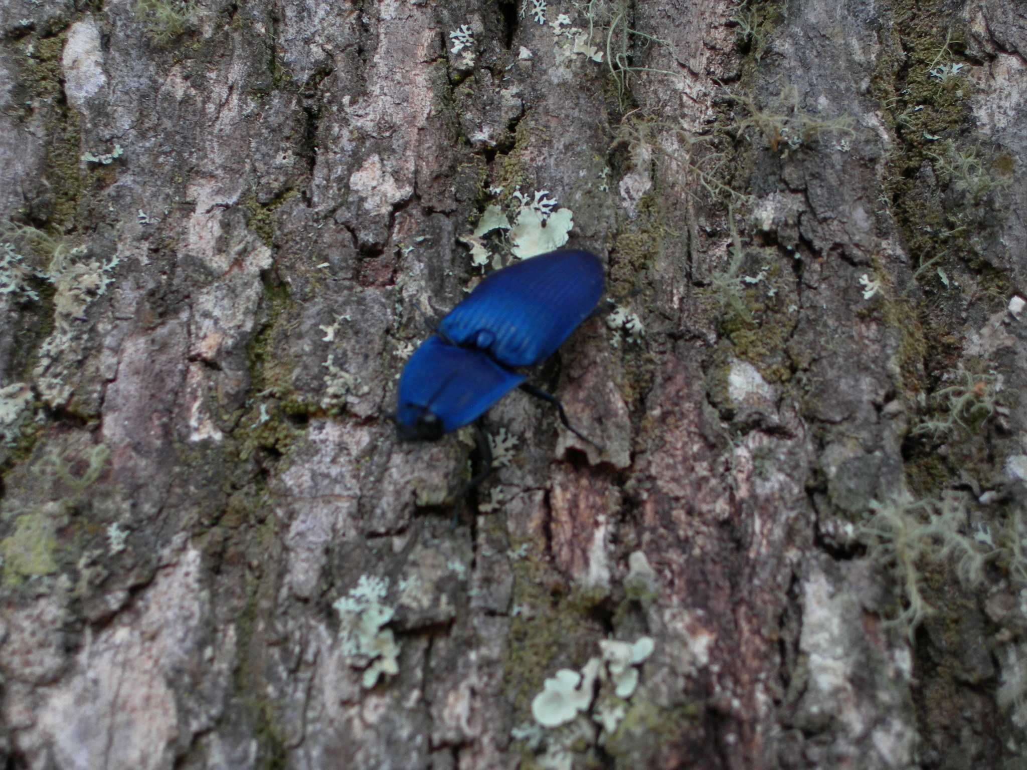 Chalcolepidius