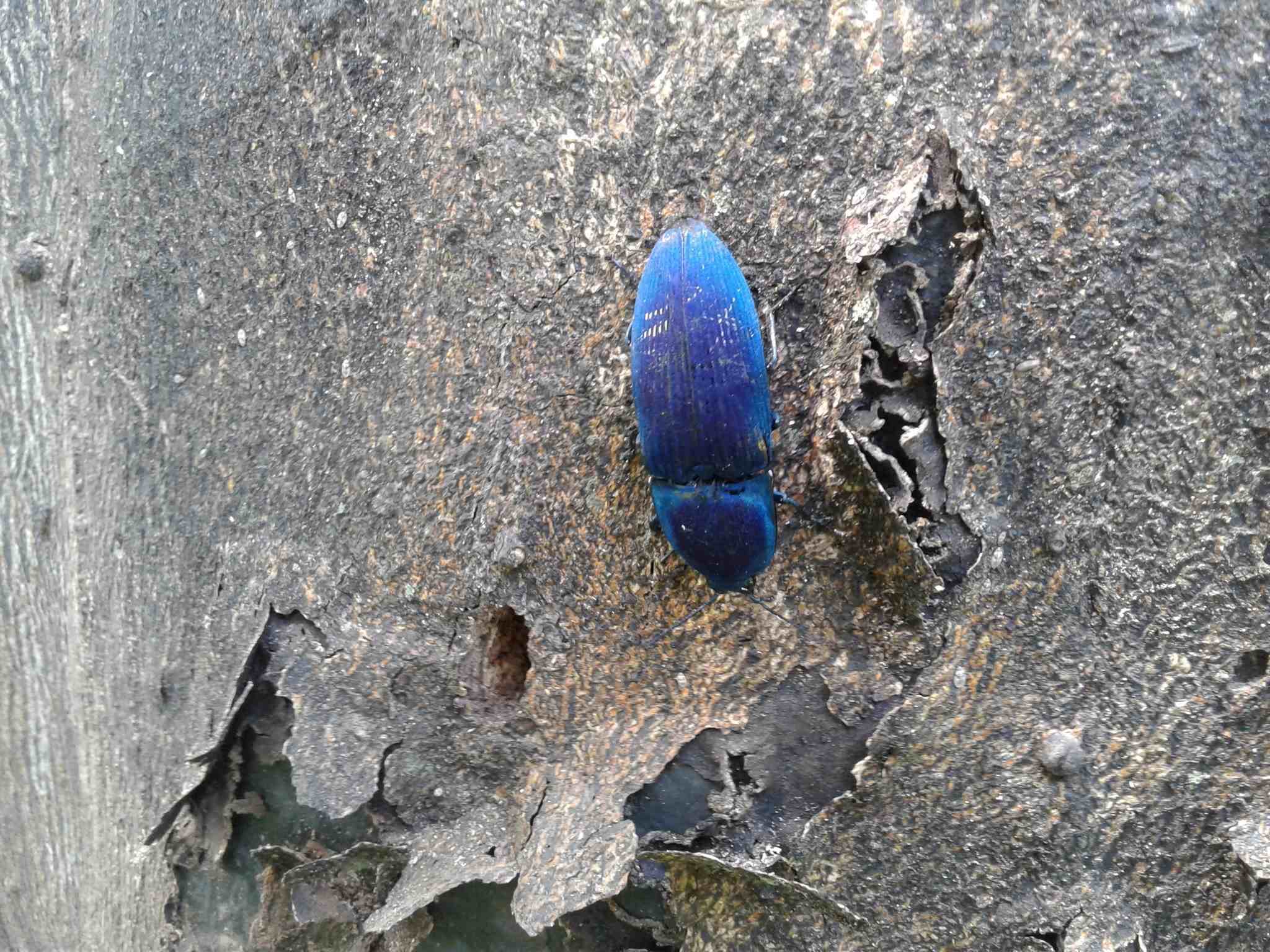 Chalcolepidius