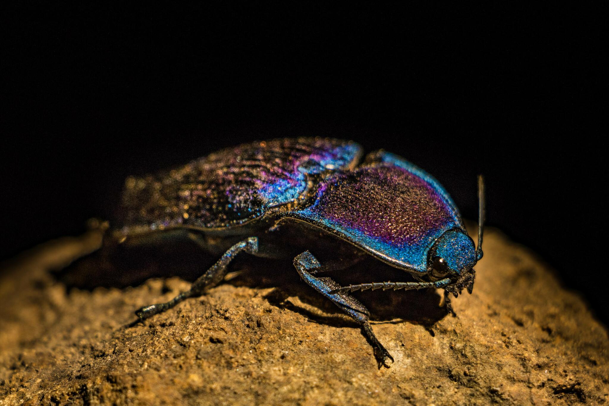 Chalcolepidius