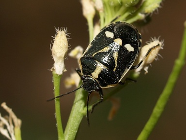 Eurydema oleracea