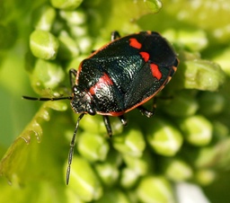 Eurydema oleracea