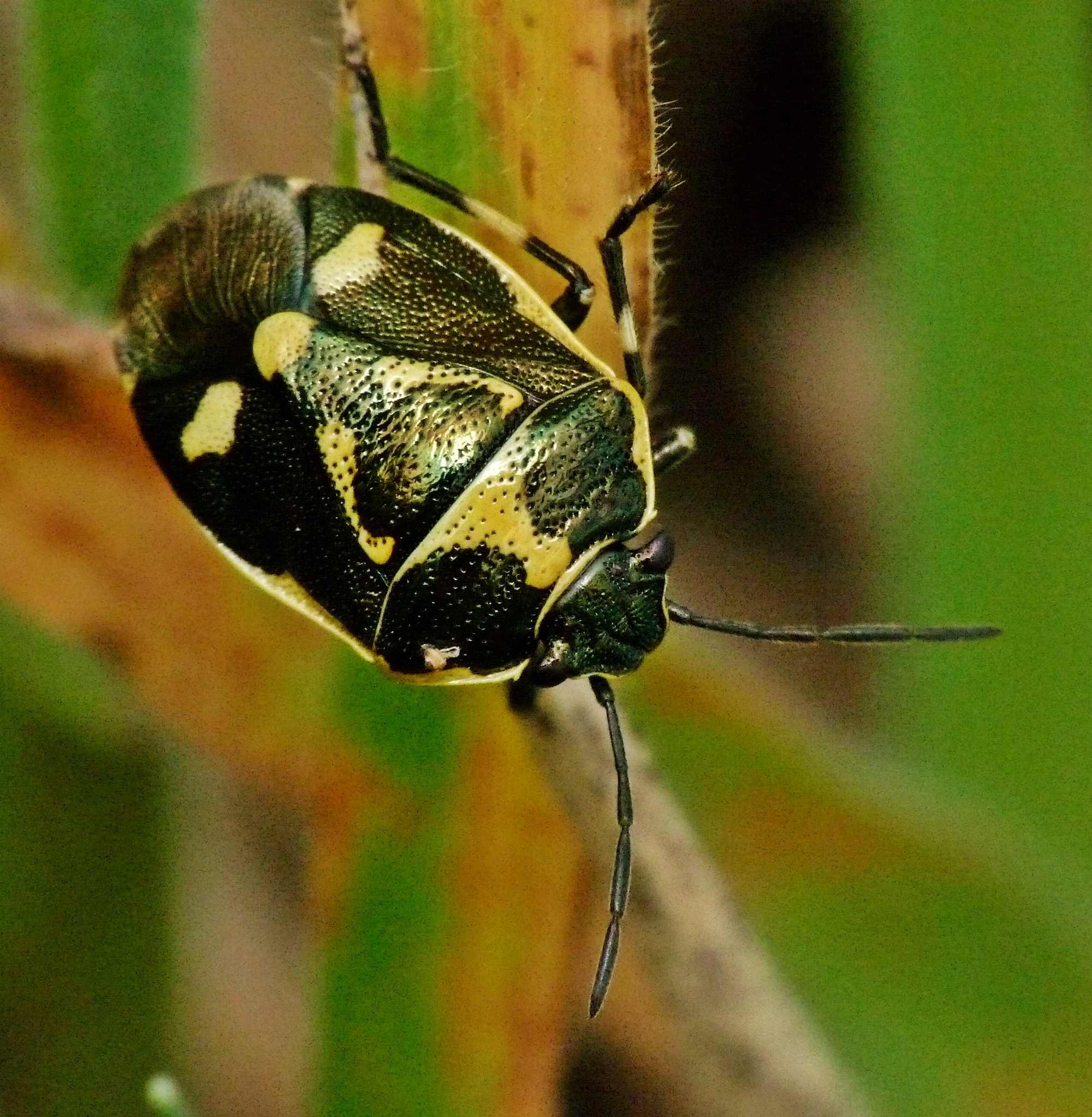 Eurydema oleracea