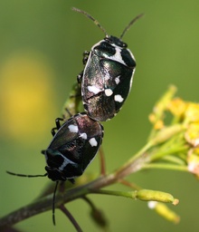 Eurydema oleracea