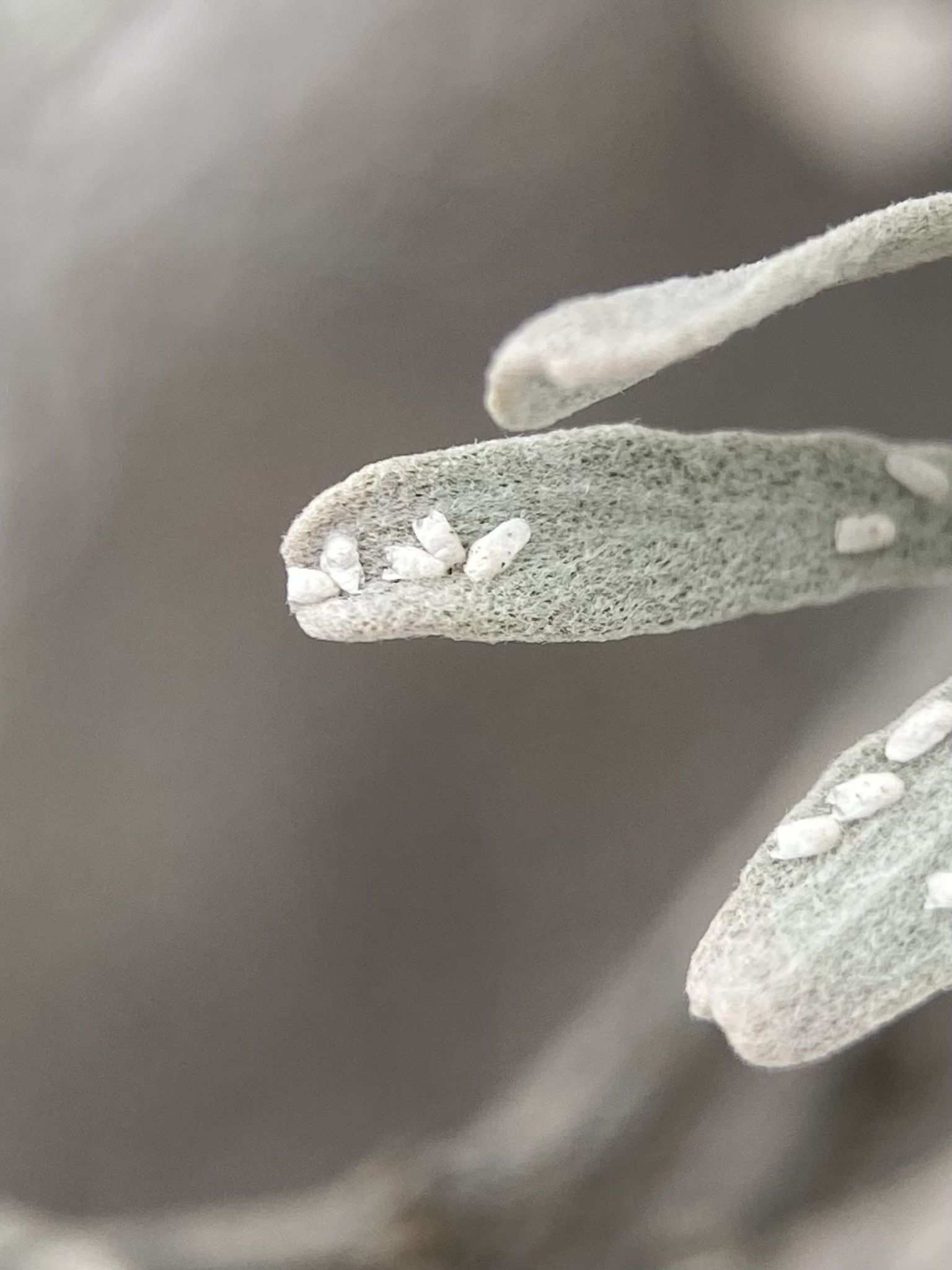 Aonidomytilus