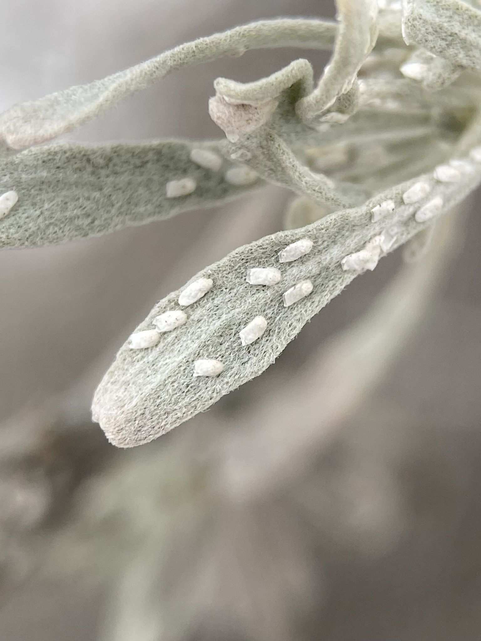 Aonidomytilus
