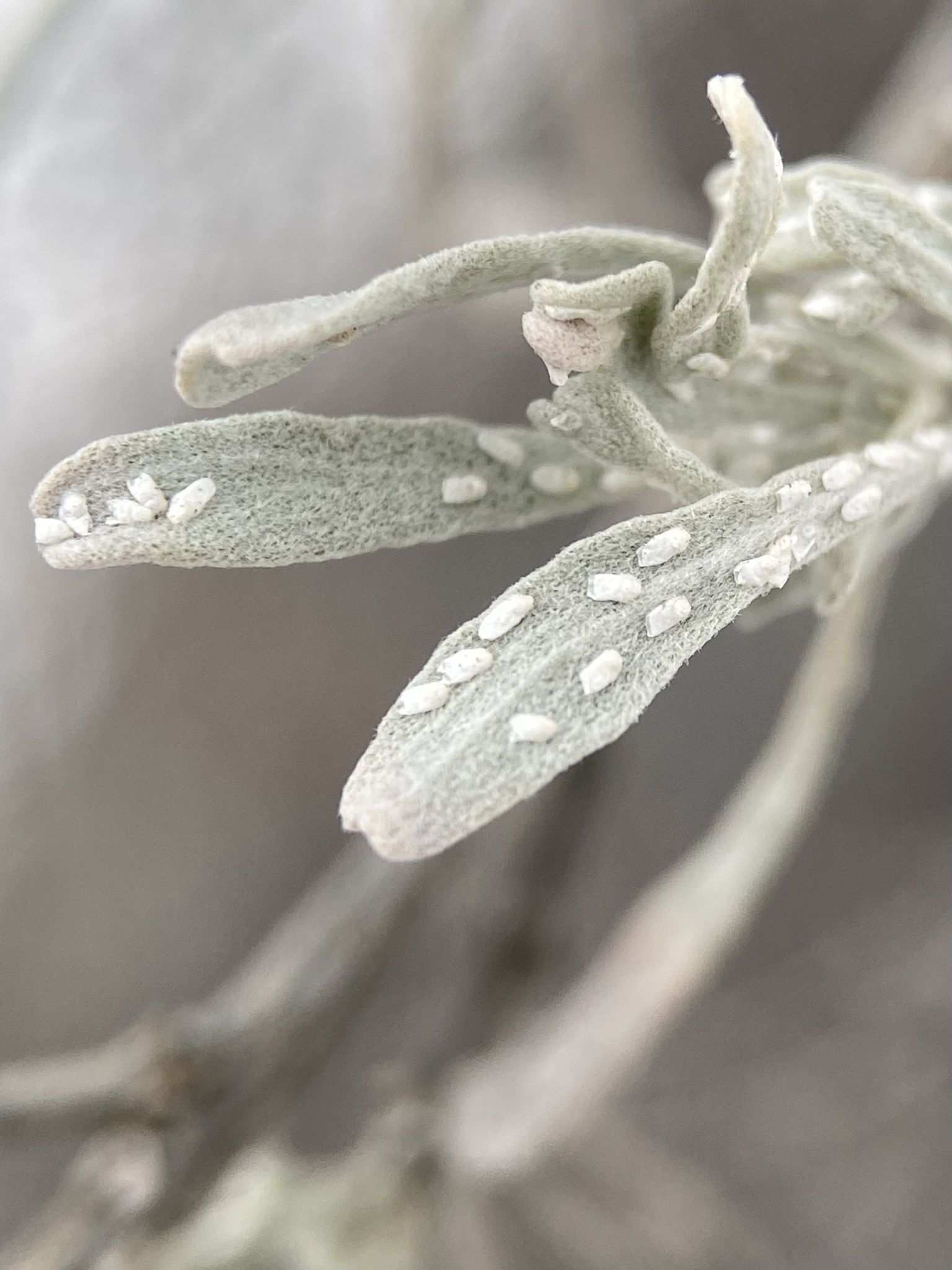 Aonidomytilus
