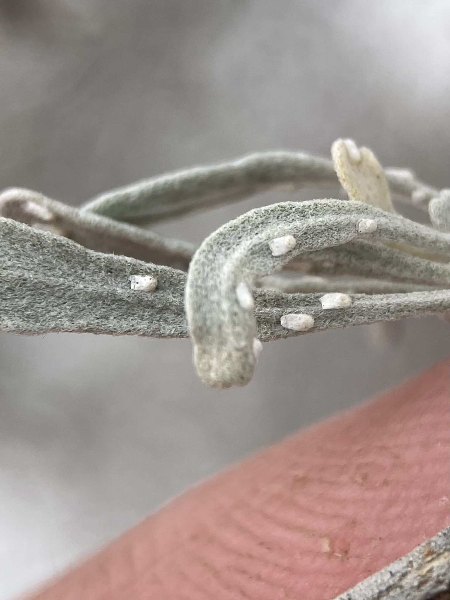 Aonidomytilus