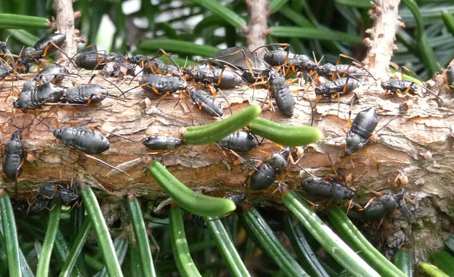 Cinara piceae