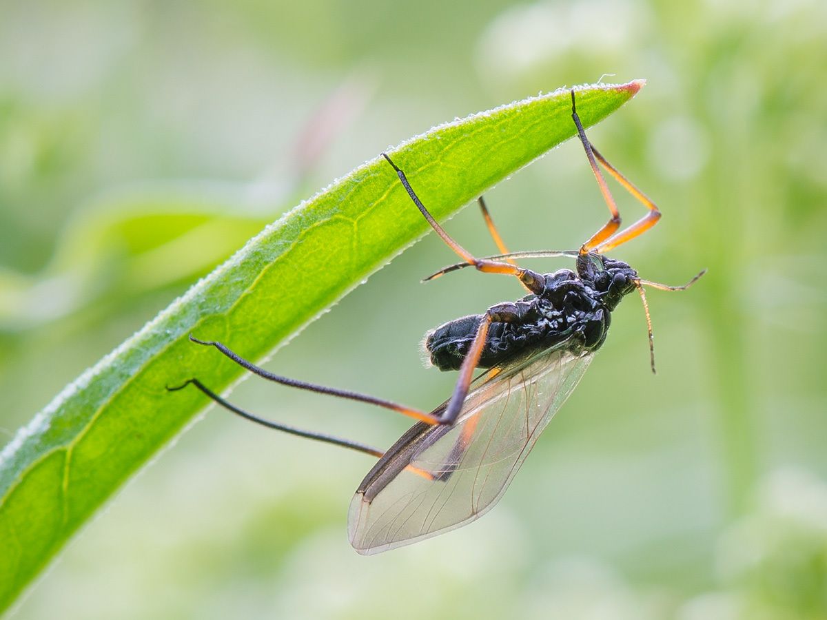 Cinara piceae
