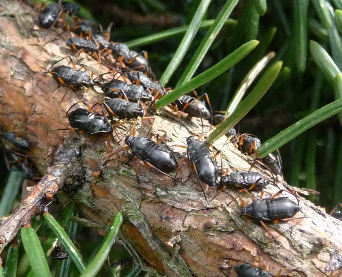 Cinara piceae