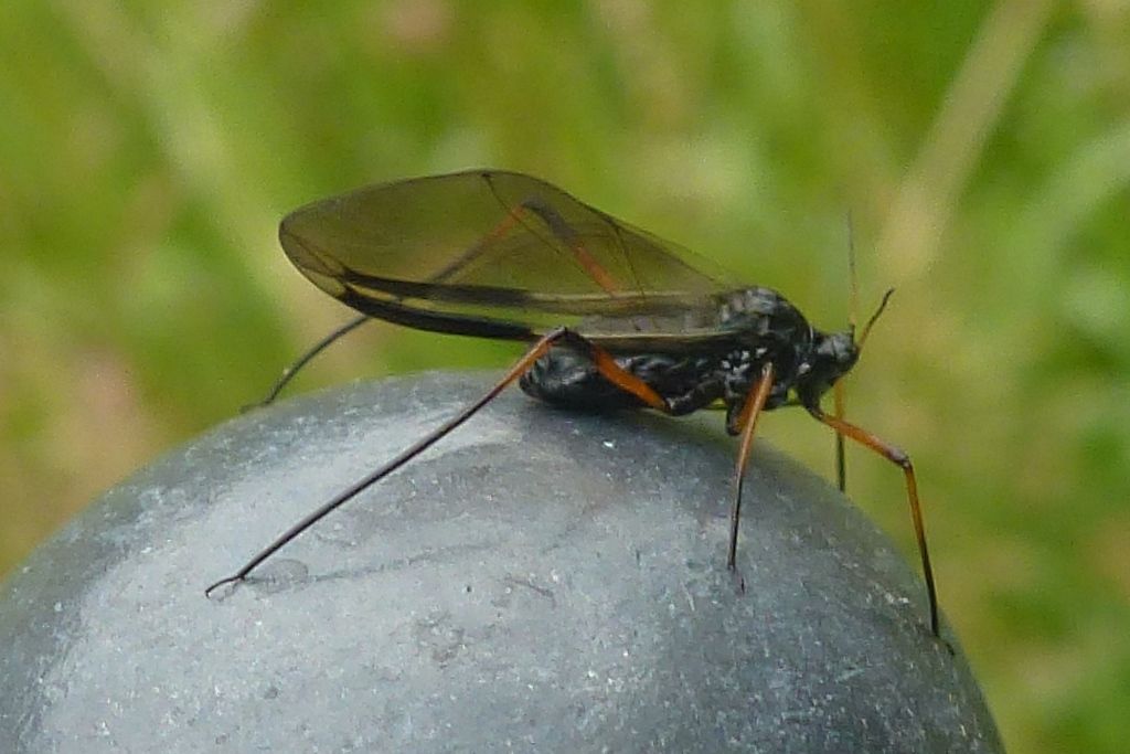 Cinara piceae