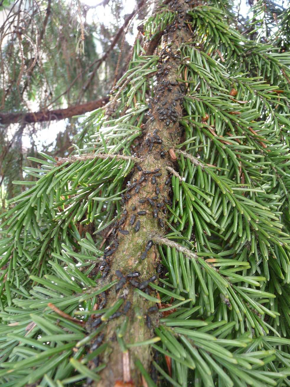 Cinara piceae