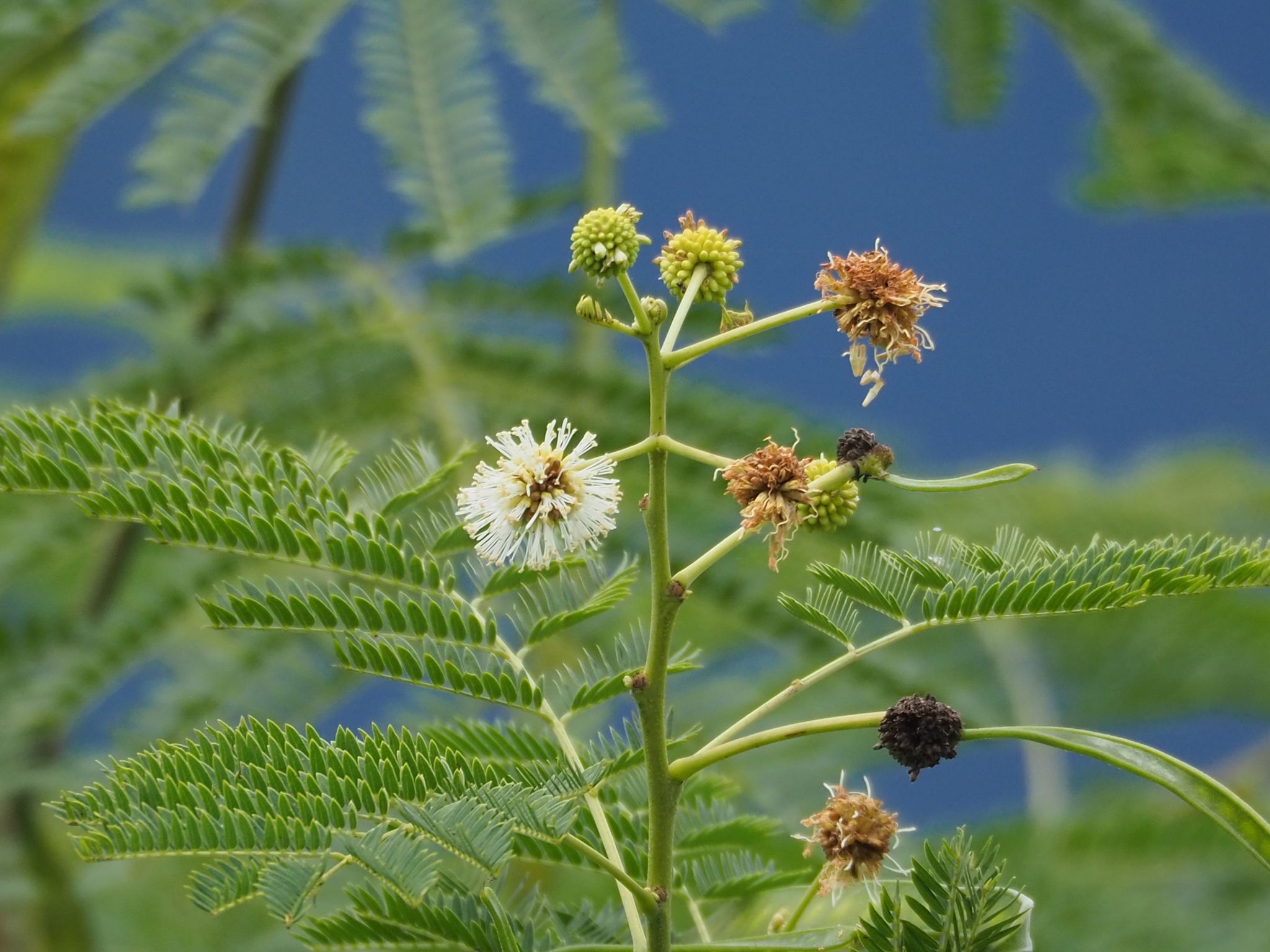 Leucaena leucocephala