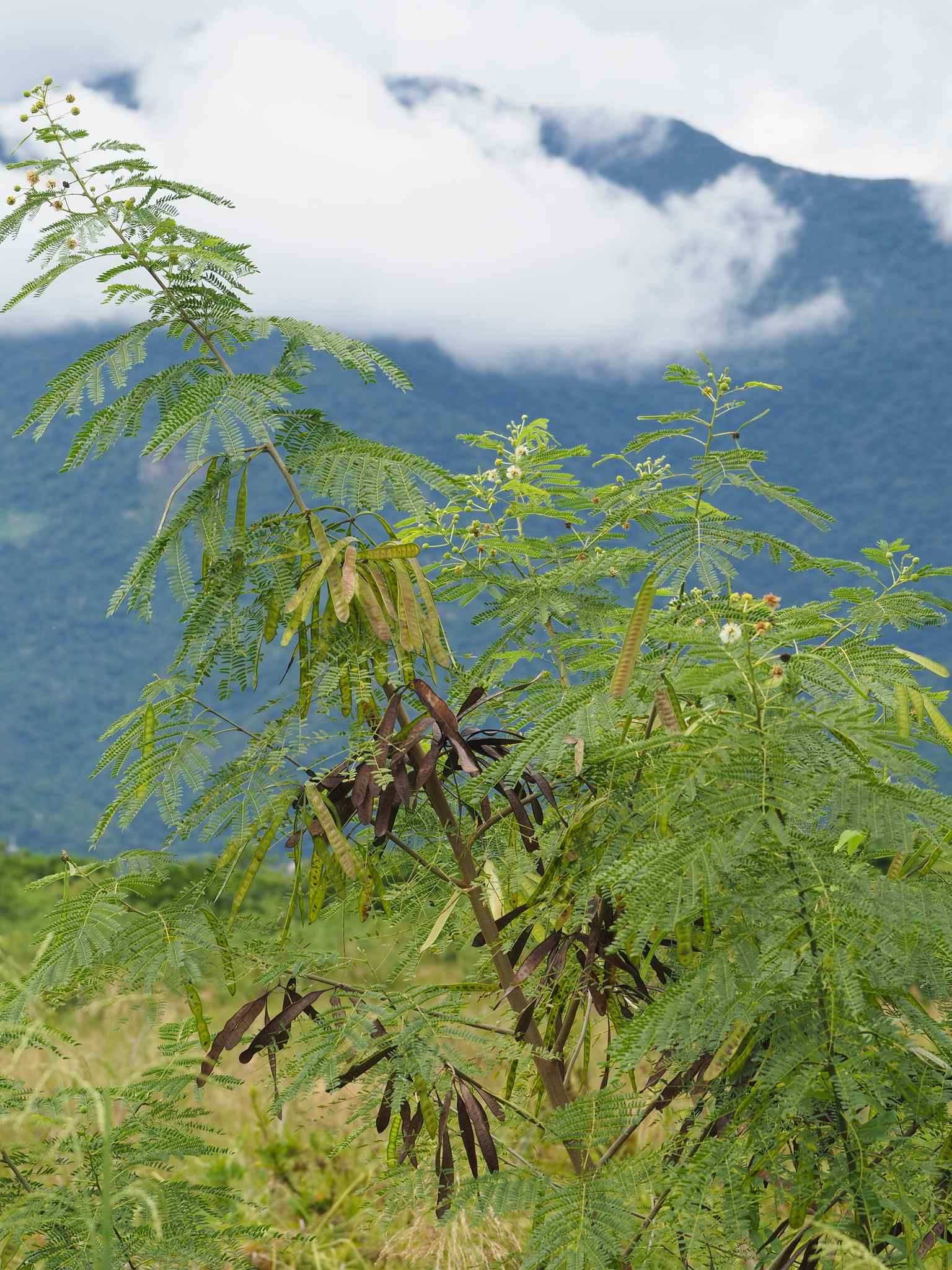 Leucaena leucocephala