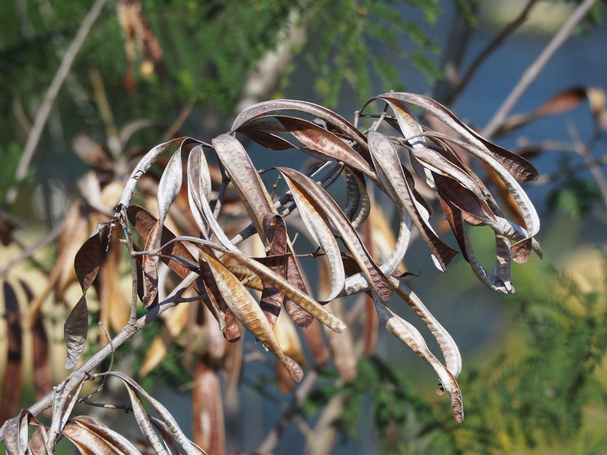 Leucaena leucocephala