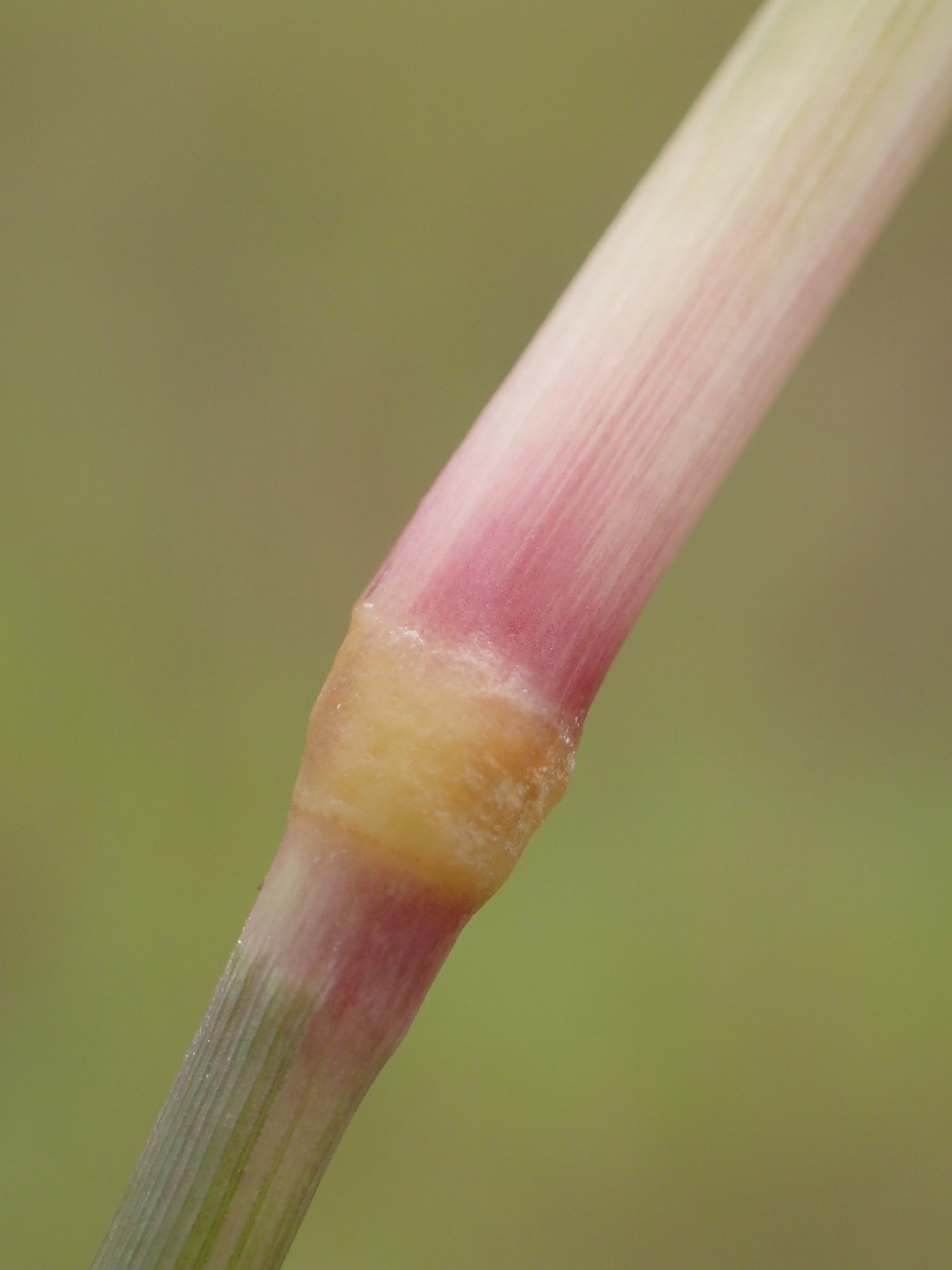 Diplachne fusca