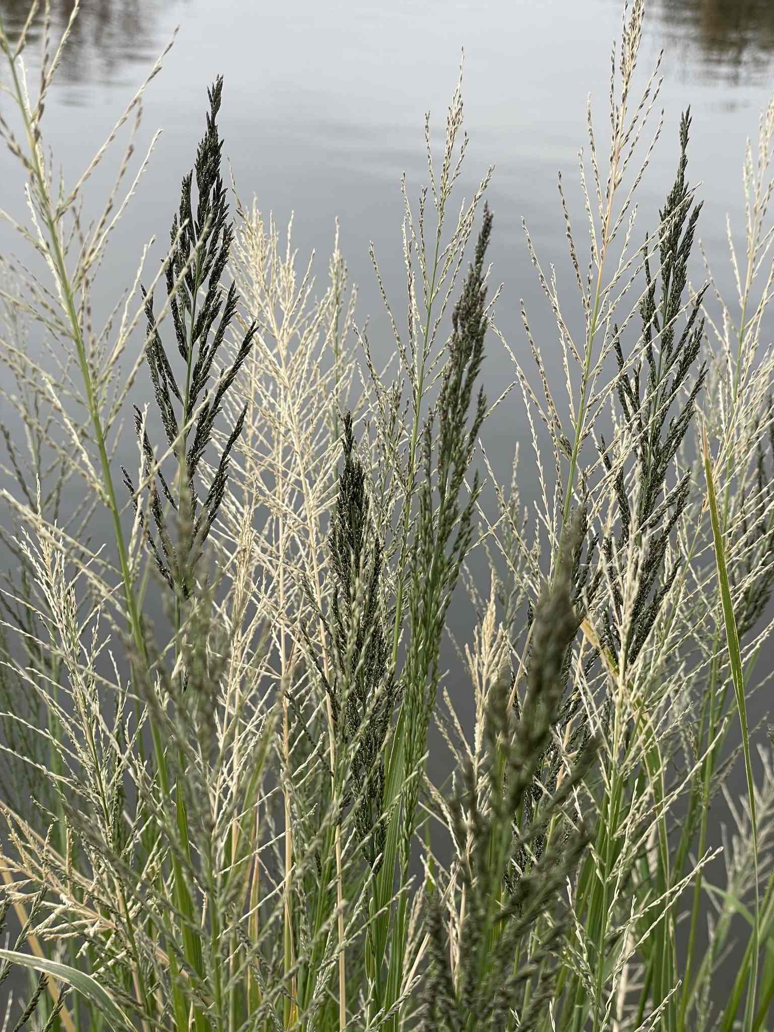 Diplachne fusca